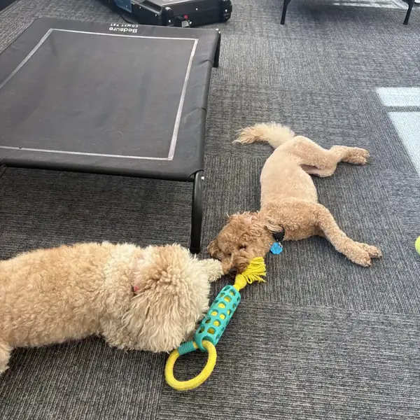 Overnight guest settled in at K9 Rox Club